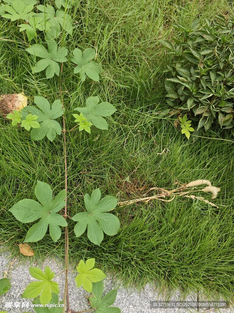 路邊的嫩綠植物