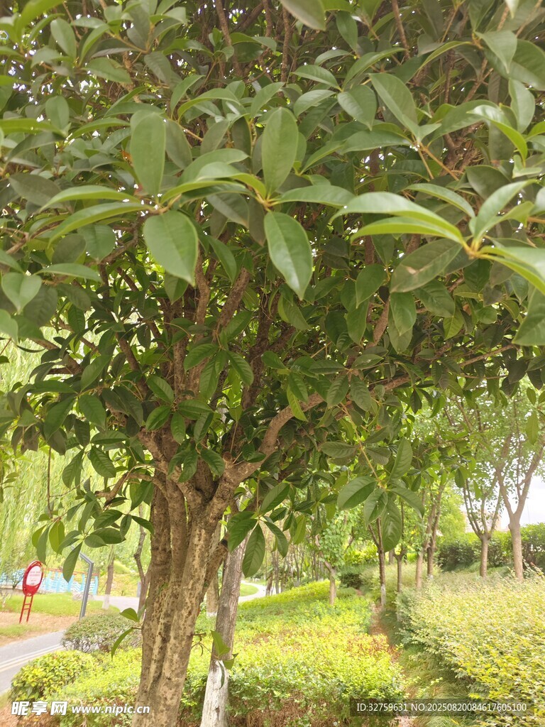 綠蔭下的清新戶外景致