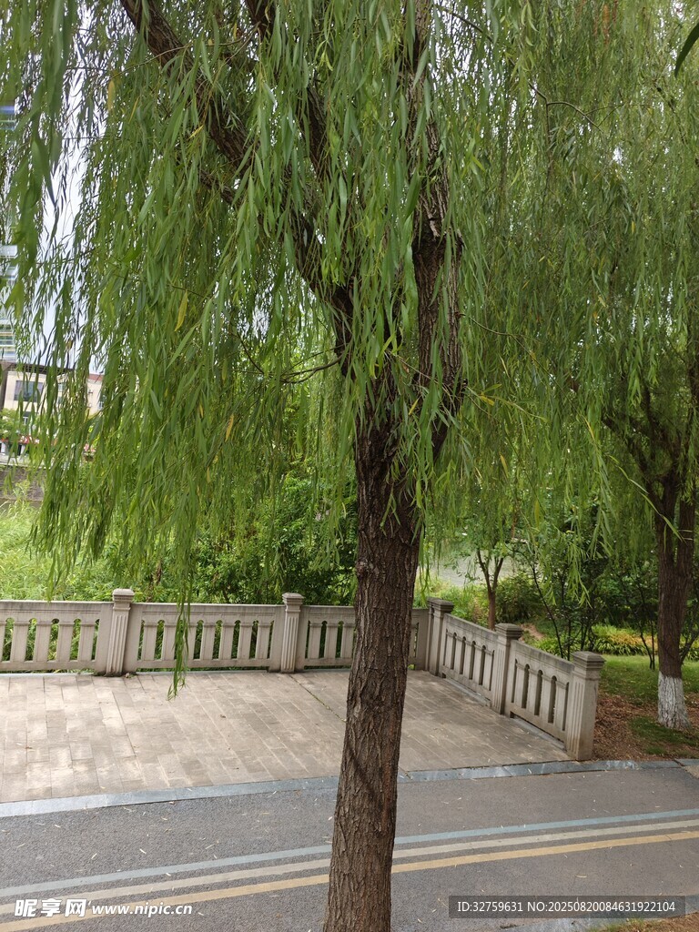 路邊垂柳