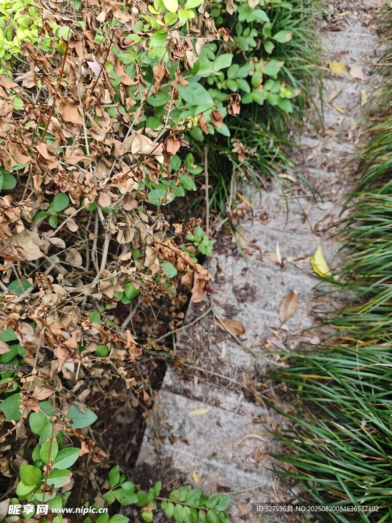 石板小徑旁的綠植景象