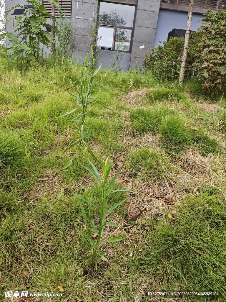 戶外草地中的綠植景象