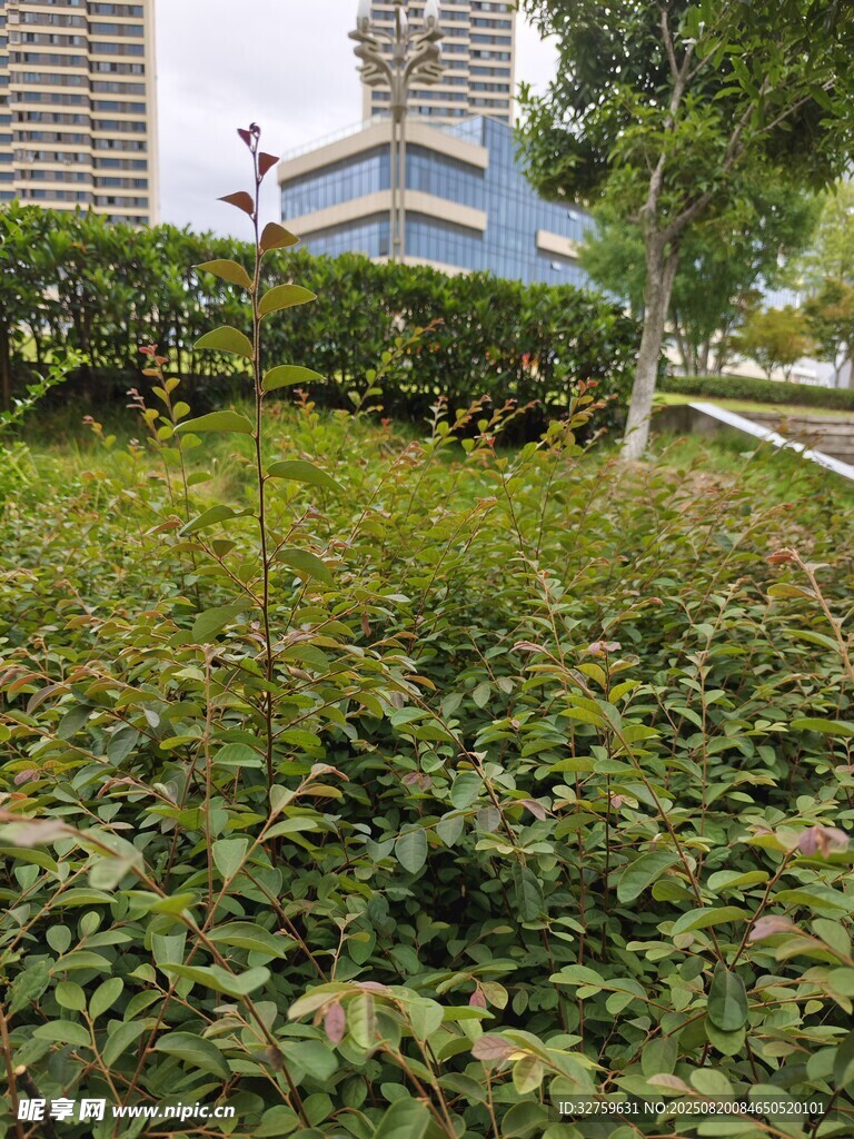 城市中繁茂的綠植景觀