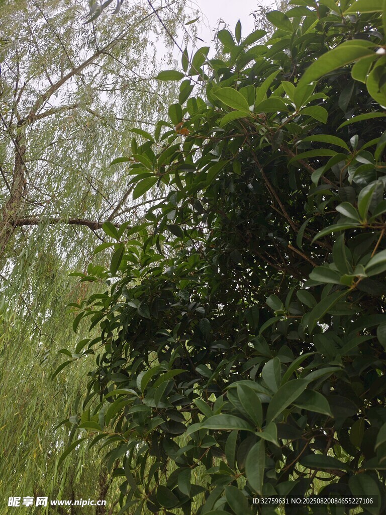 自然綠意景象