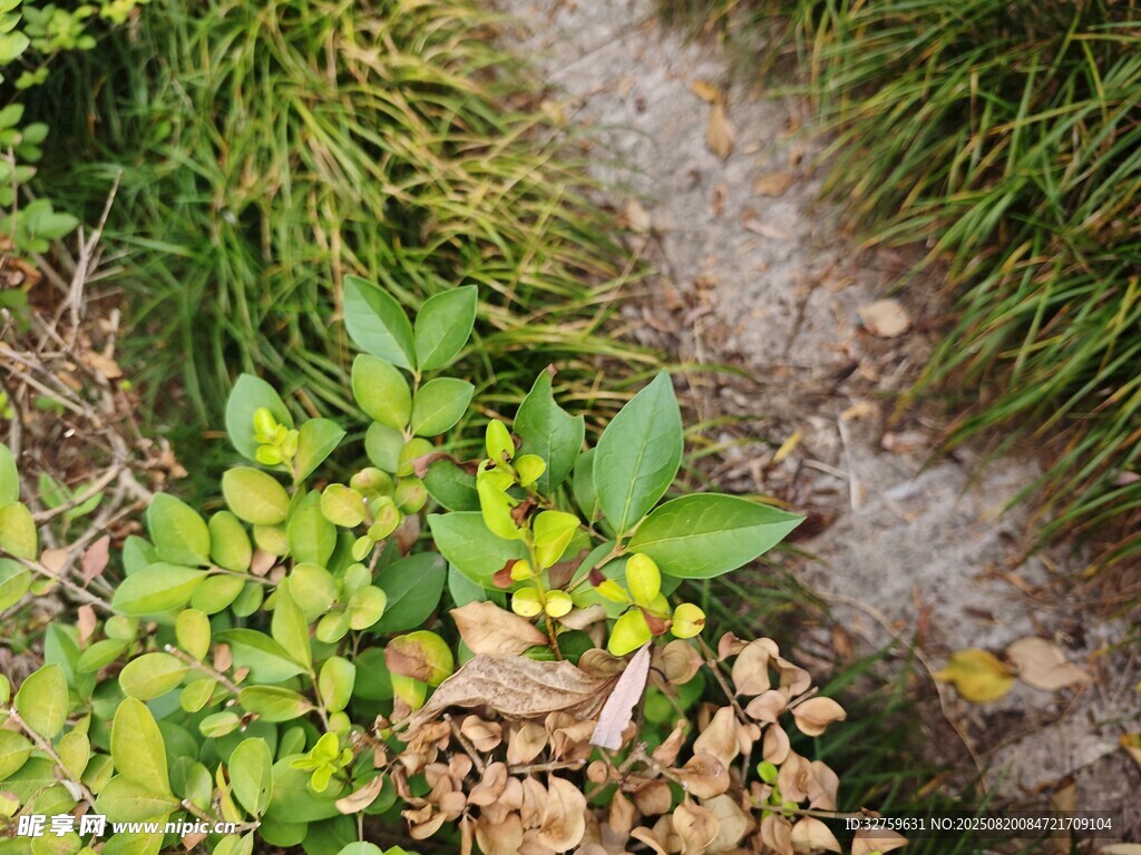 小徑旁的翠綠植物