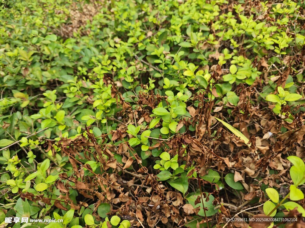嫩綠植物覆蓋的地面景觀