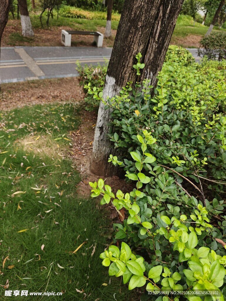 綠意盎然的園林植物景觀