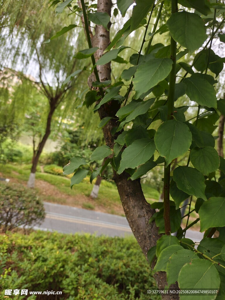 綠葉繁茂的樹(shù)木景觀