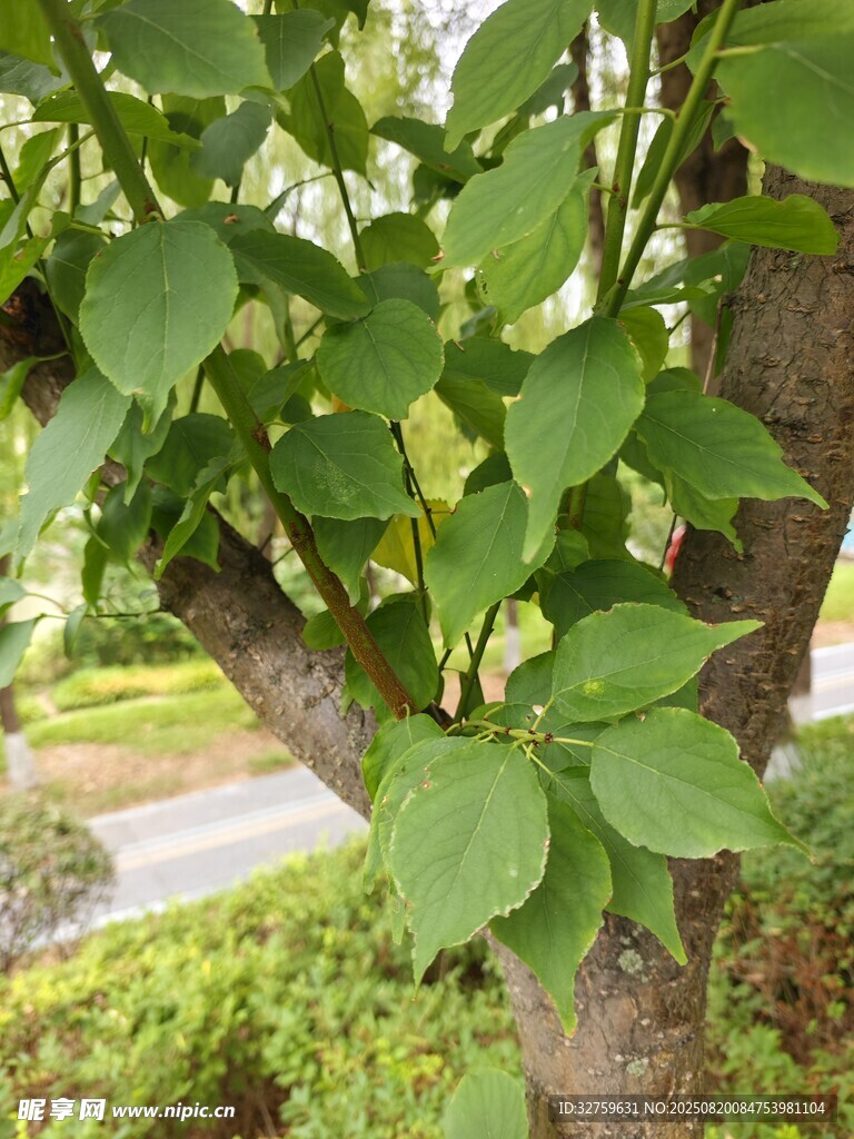綠葉繁茂的樹干景象
