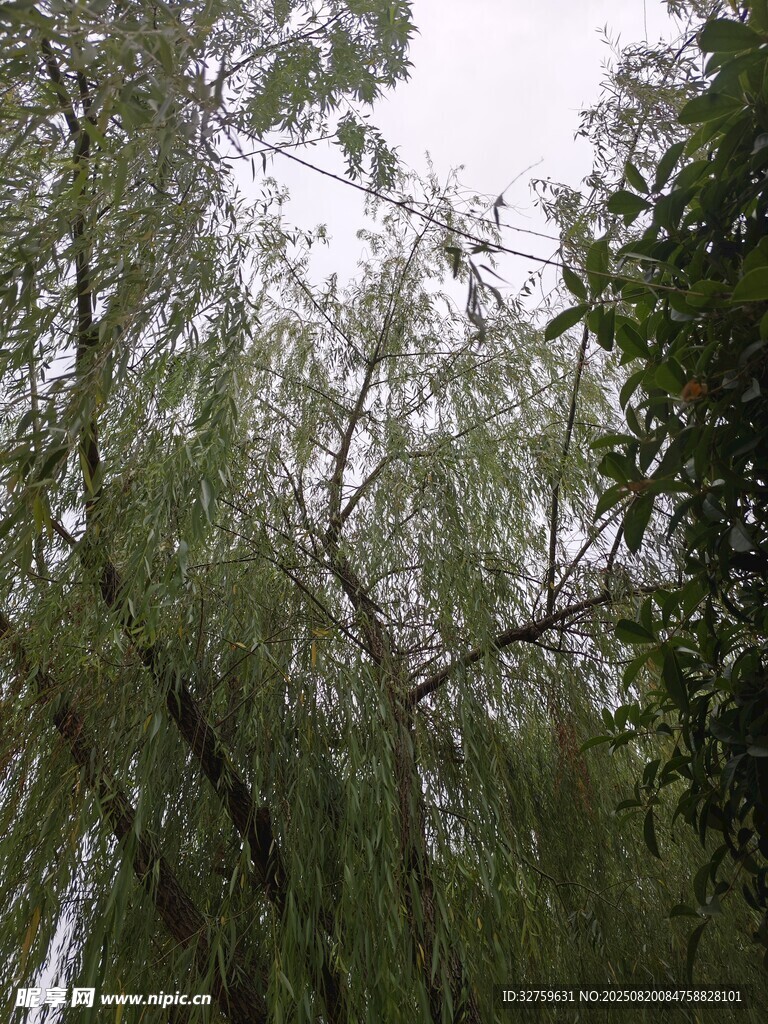 垂柳成蔭的自然景致