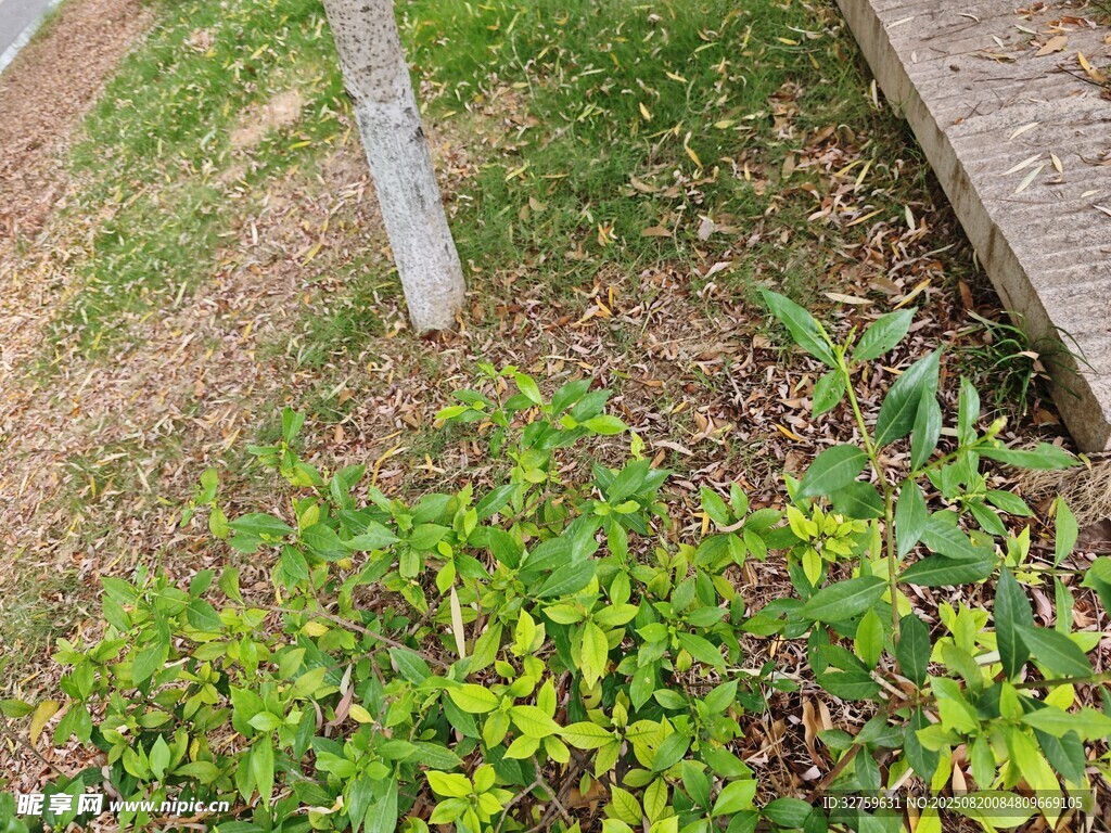路邊綠植景觀