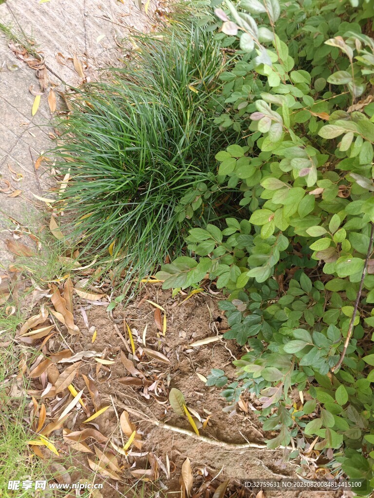 地面綠植與落葉景象