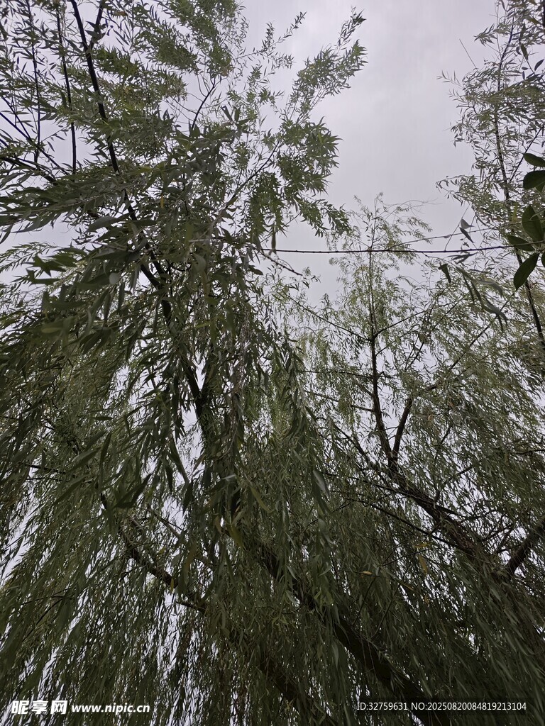 仰視蔥郁柳樹