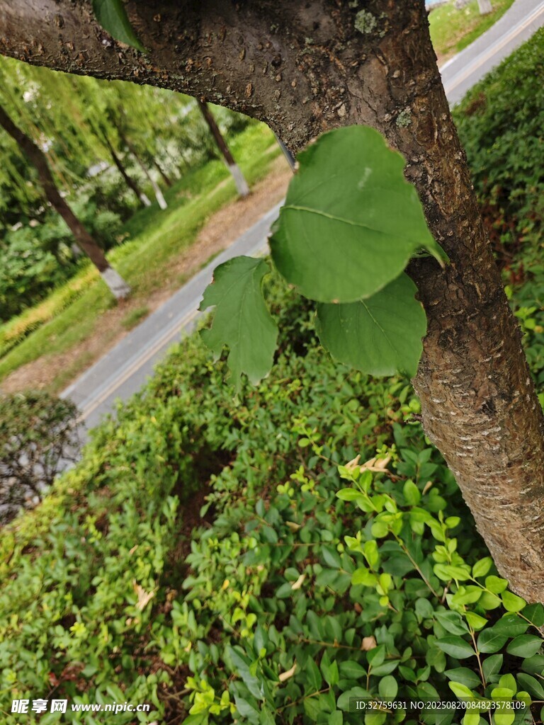 樹枝上的翠綠葉片