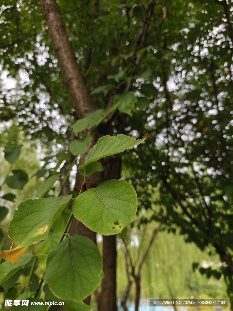 綠葉繁茂的樹(shù)木景象