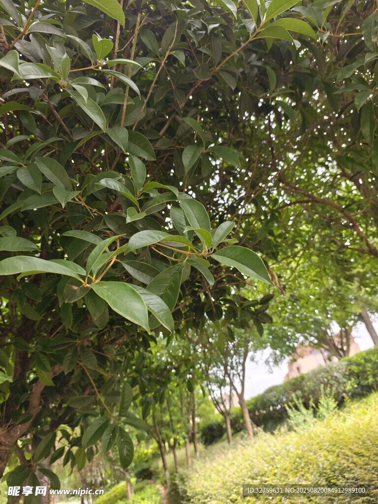 綠葉繁茂的自然景致