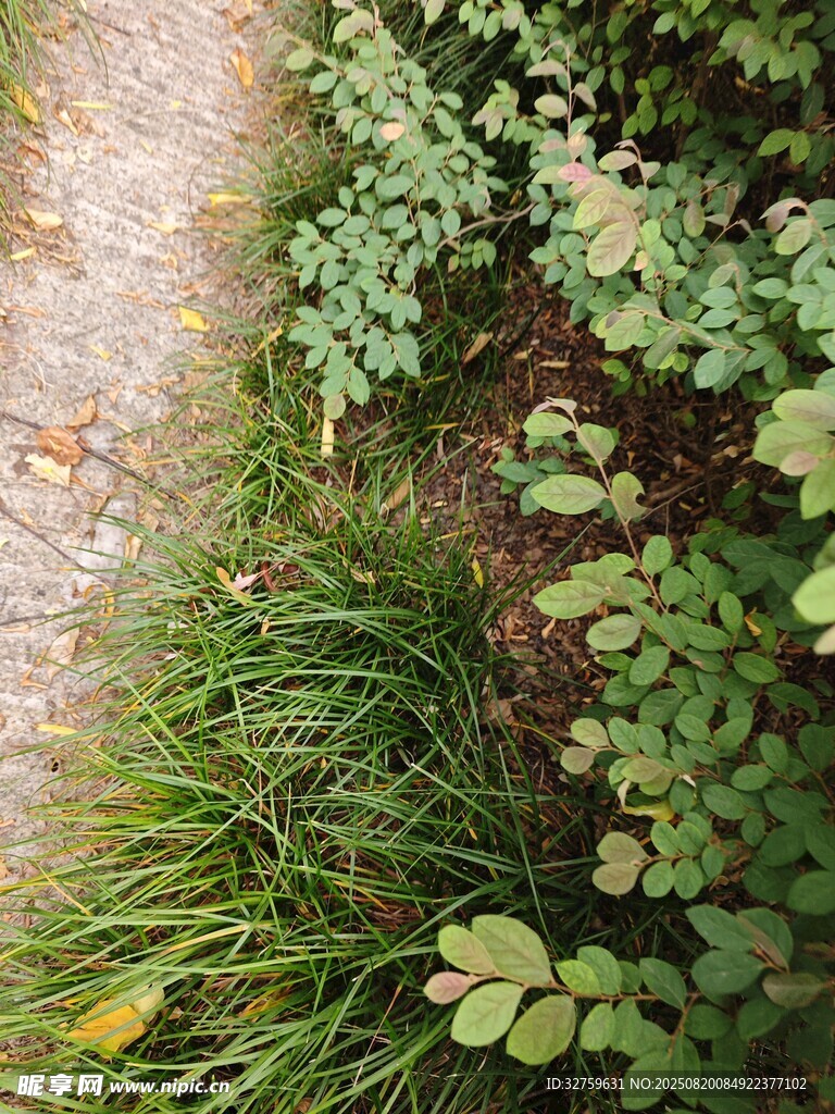 小徑旁的繁茂綠植