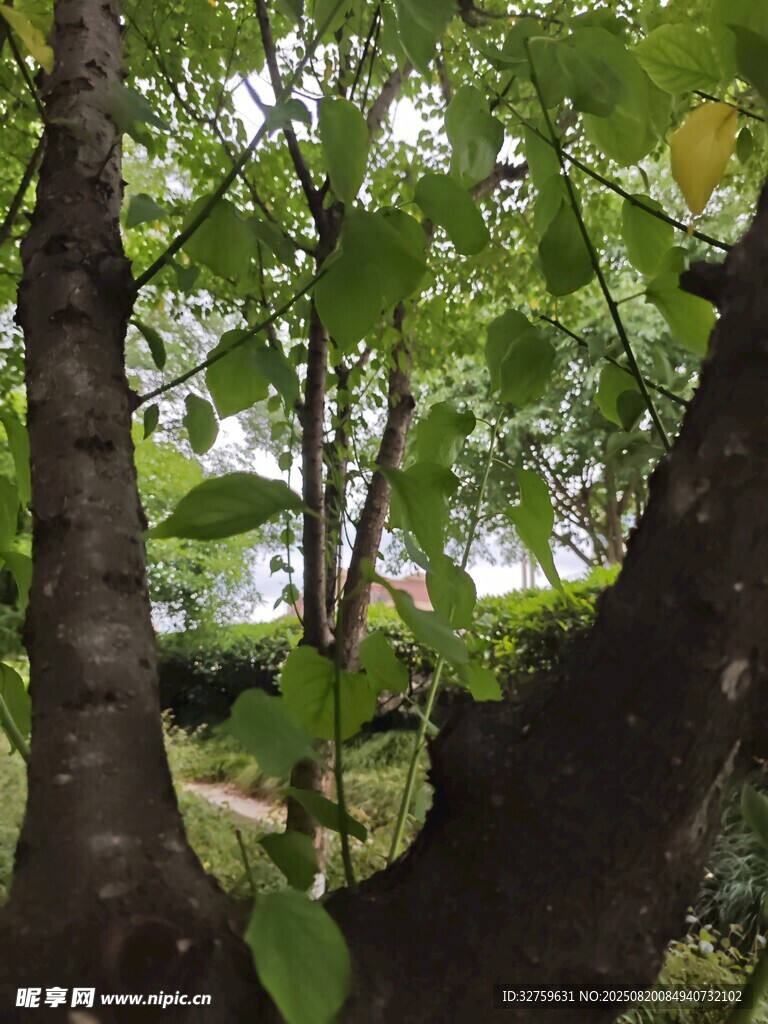 林間樹木與繁茂綠葉
