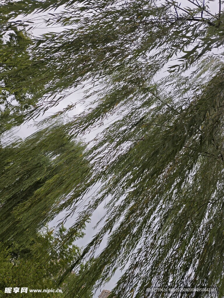 垂柳枝條隨風(fēng)輕柔搖曳