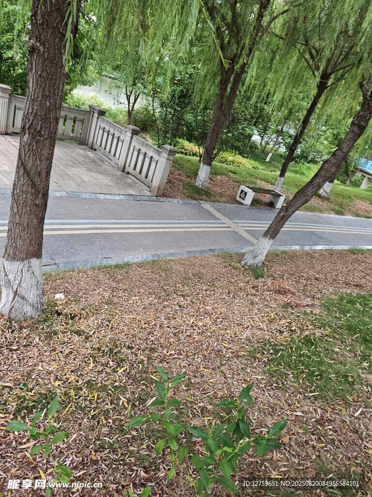 公園林蔭下的寧靜景致
