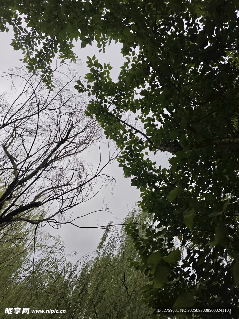 仰視綠樹成蔭的天空