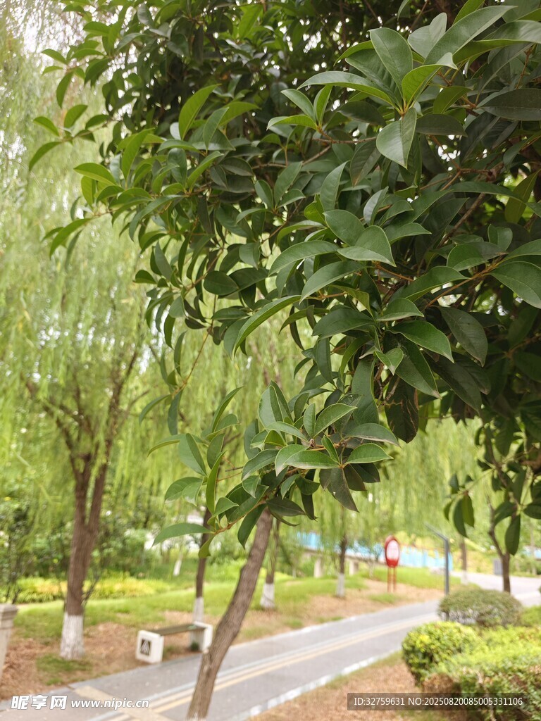 綠意盎然的公園小路