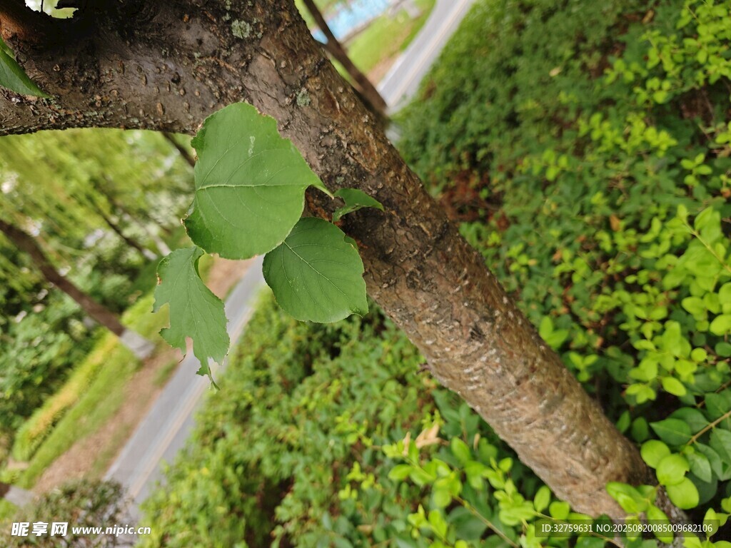 林間樹(shù)干與翠綠葉片