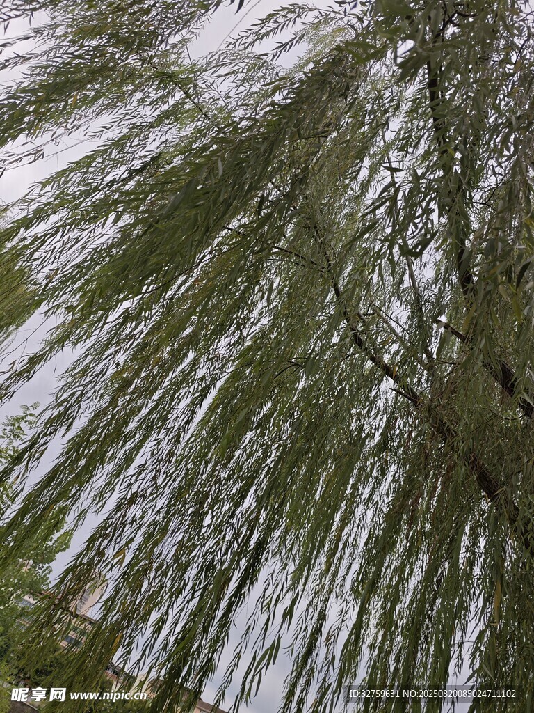 仰視茂密樹林