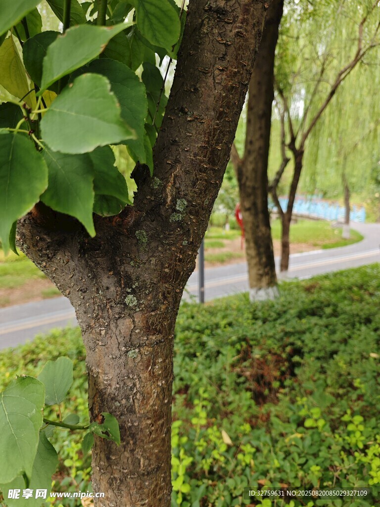路邊綠樹與繁茂植被