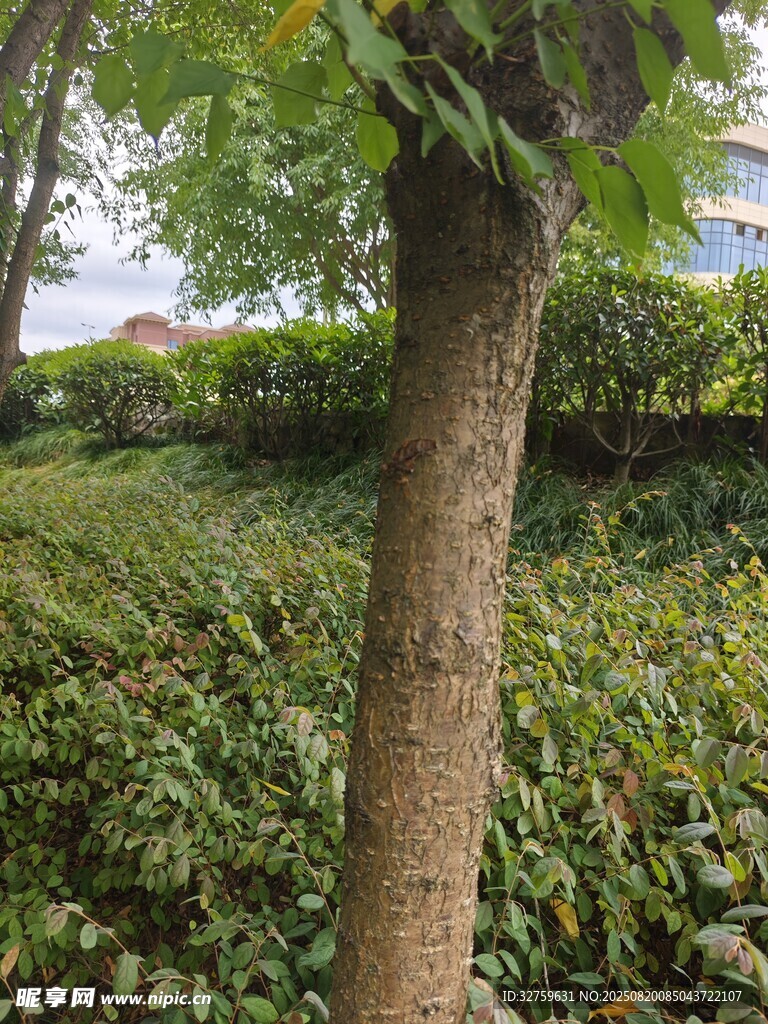 樹(shù)下繁茂綠植景觀