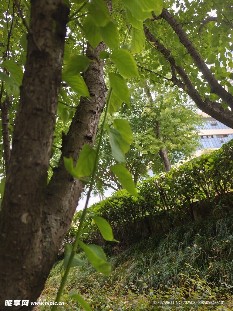 綠葉繁茂的樹木景觀