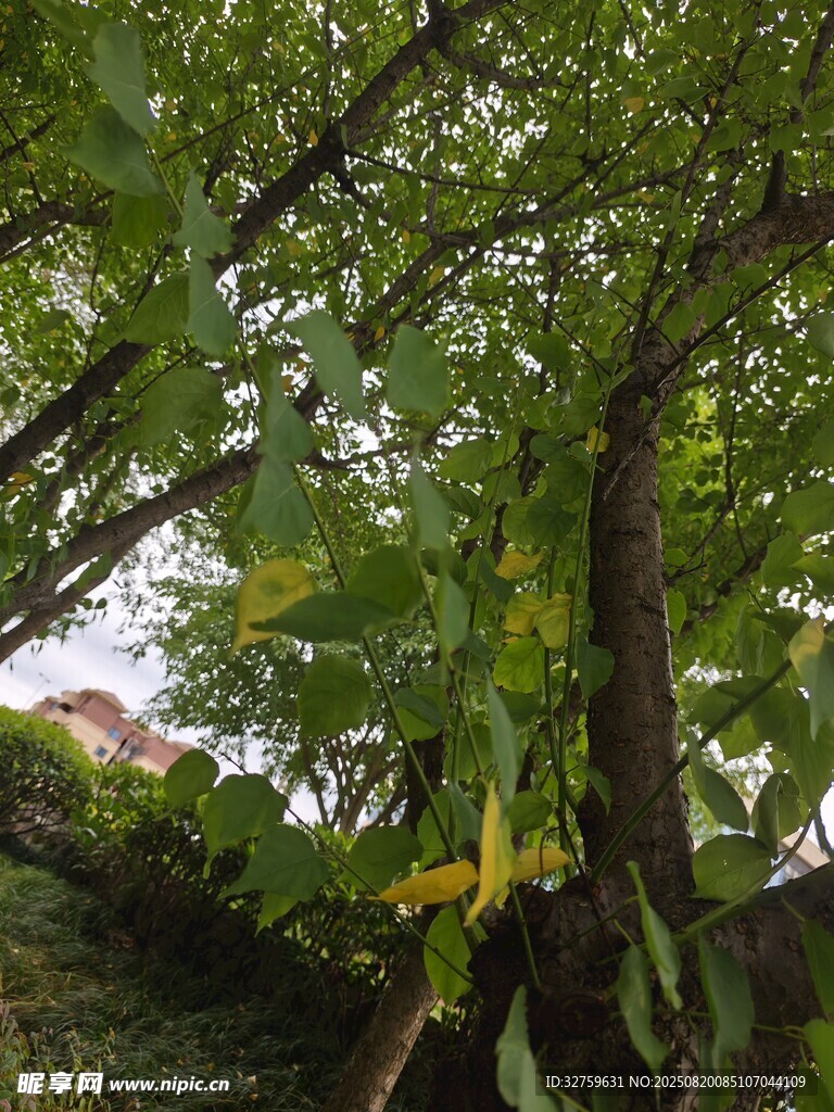 繁茂綠樹間的自然景致