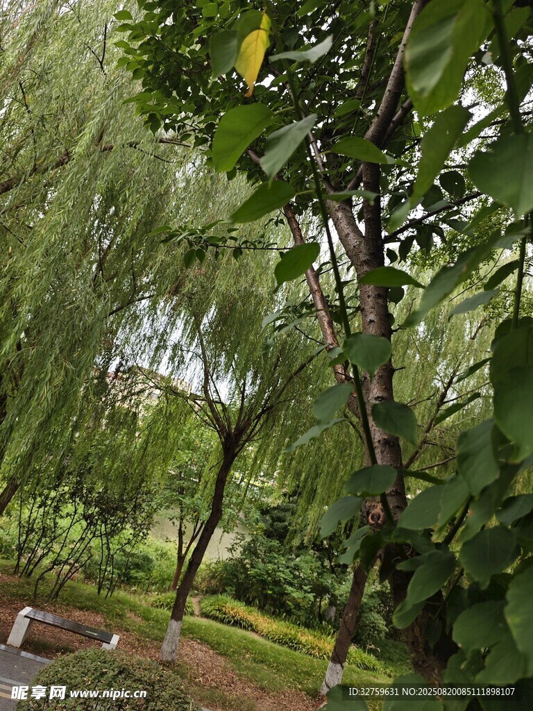 綠意盎然的園林樹(shù)木景觀