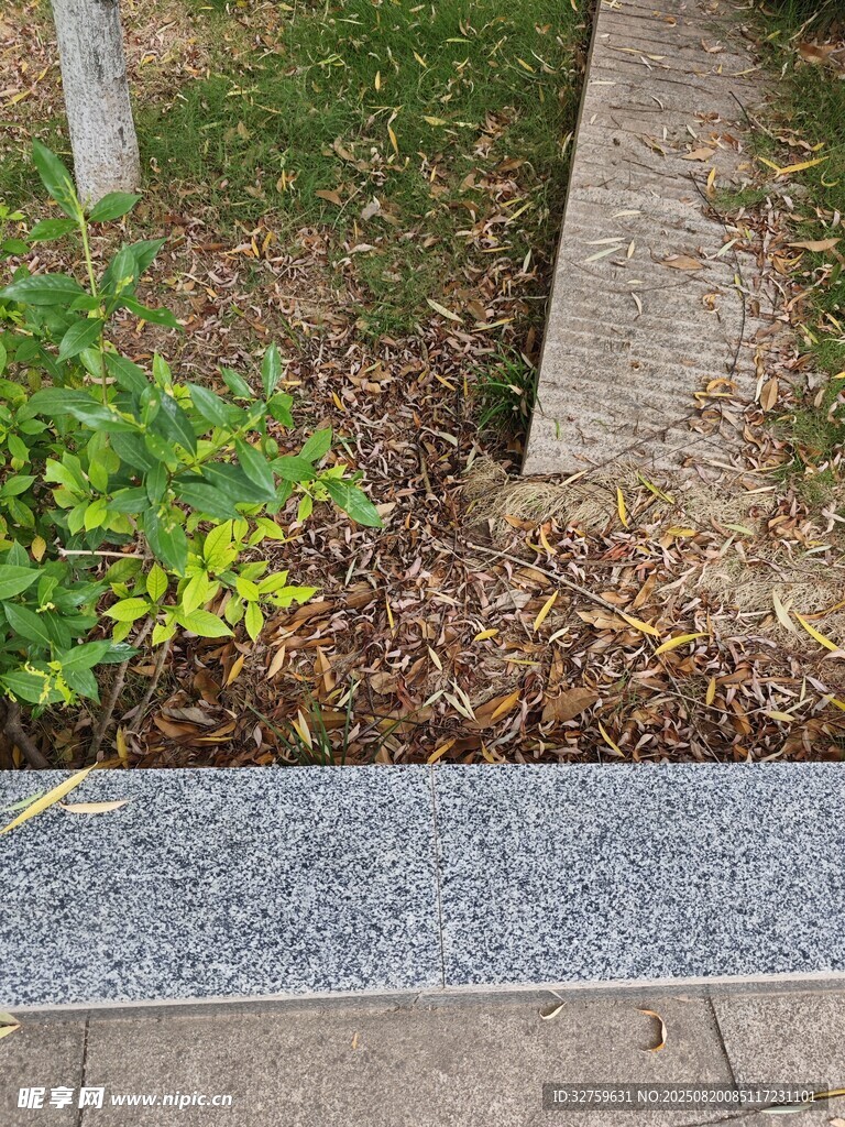 路邊石旁的綠植與泥土