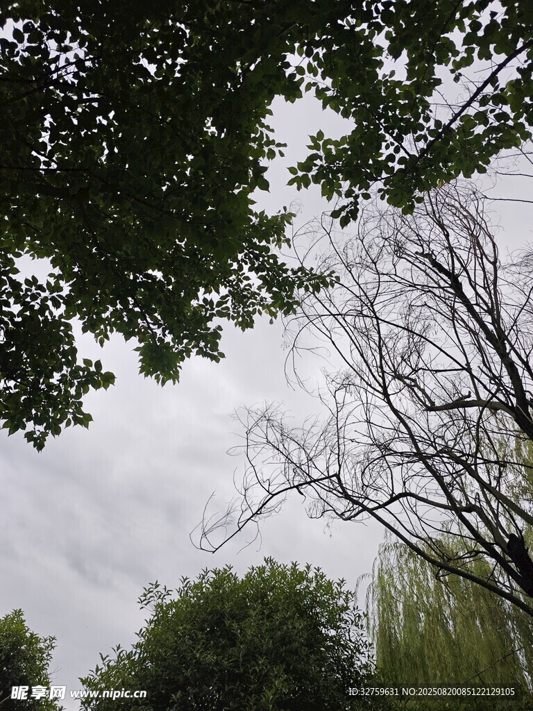 仰視蔥郁樹木與灰白天空
