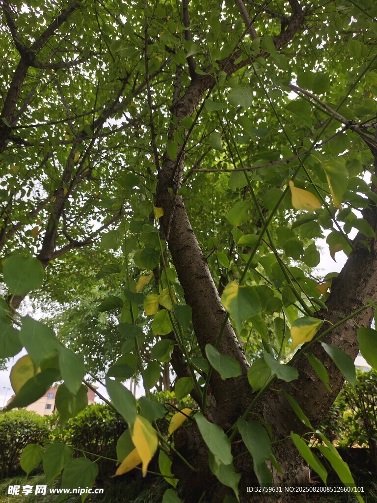 繁茂綠樹間的光影景致
