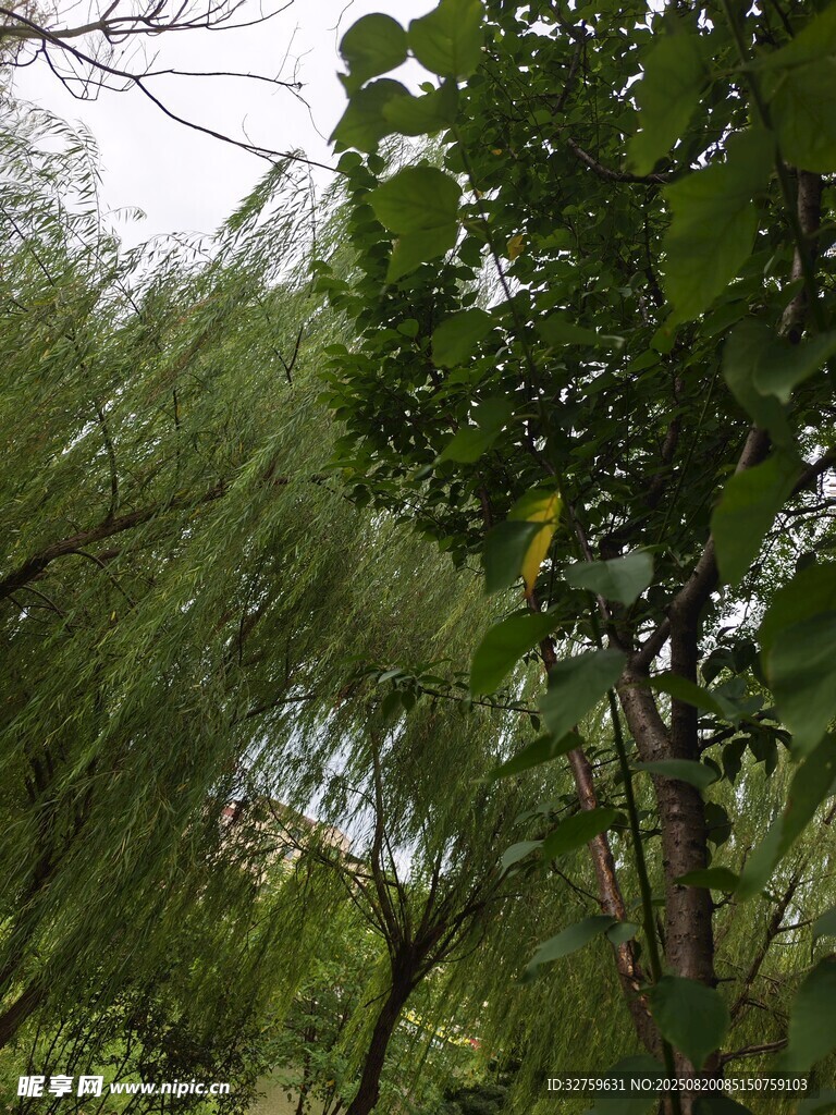 雨中蔥郁樹林