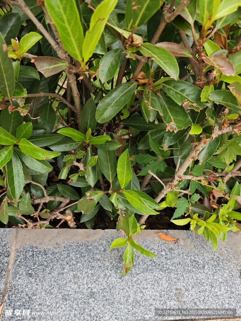 墻邊綠植生機(jī)盎然