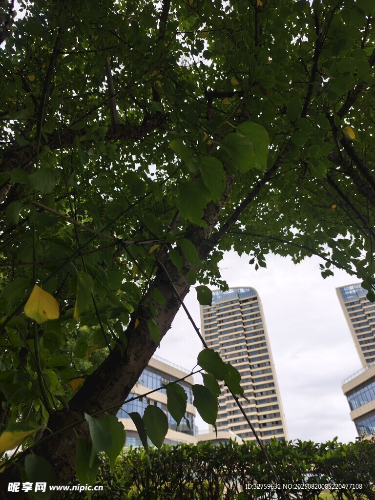 綠樹掩映下的城市高樓