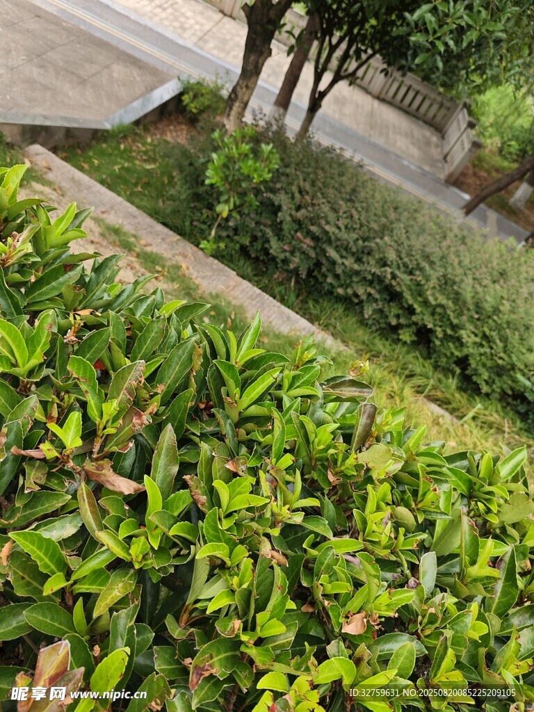 路邊翠綠繁茂的綠植景觀