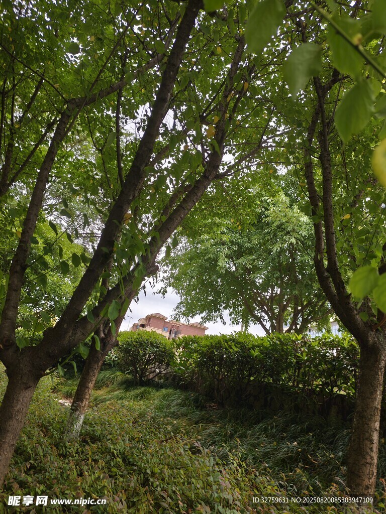 夏日蔥郁樹林景觀