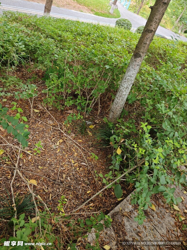 樹下綠植景觀