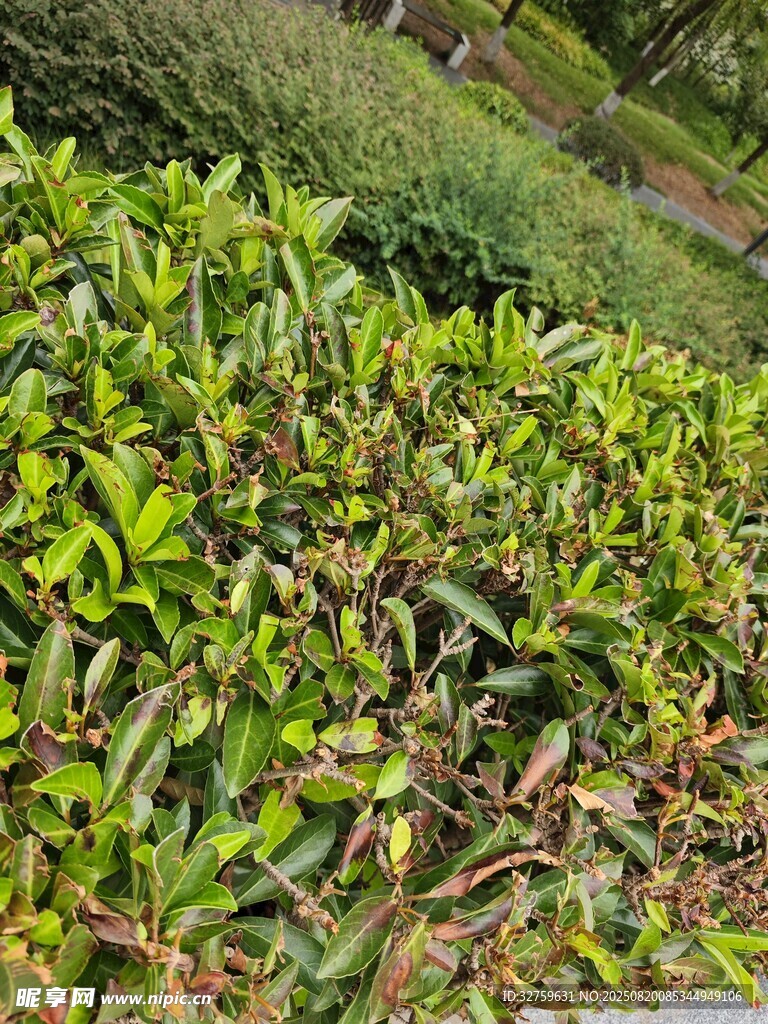 翠綠繁茂的茶樹景觀