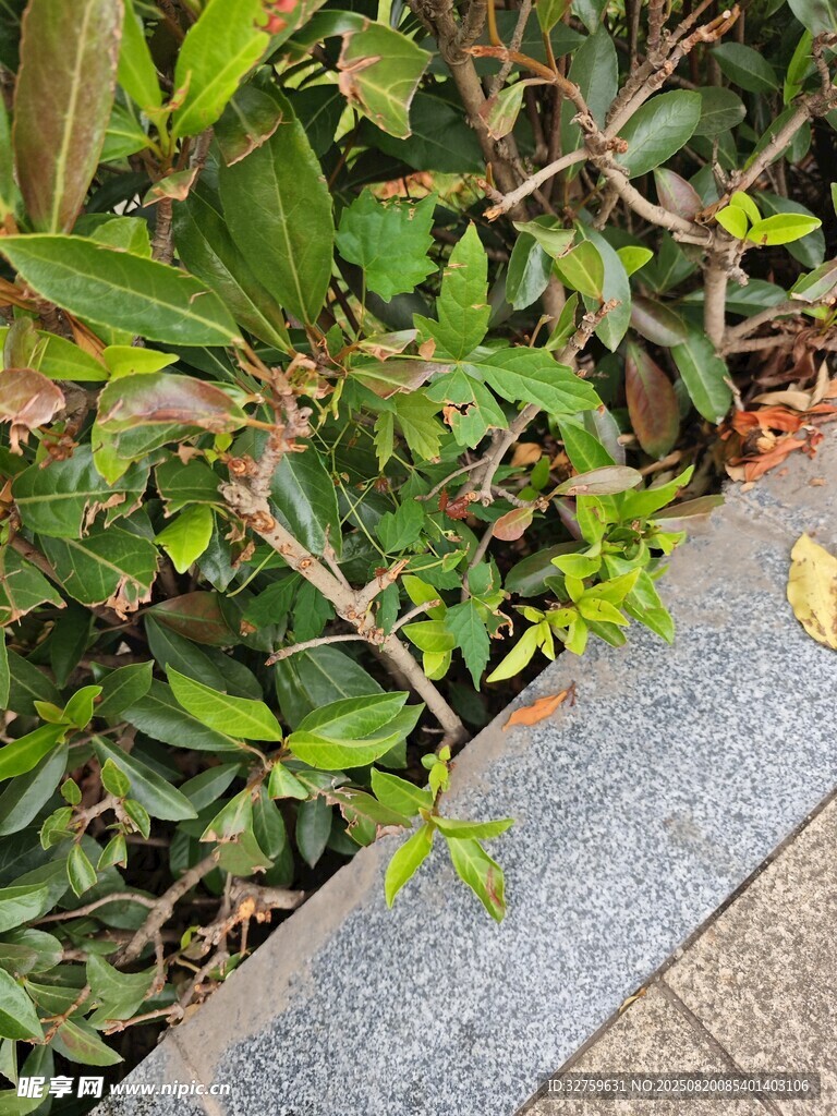 路邊綠植與灰色石板邊緣