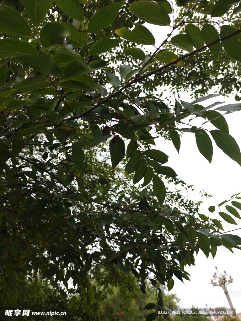 枝葉繁茂的綠樹景觀