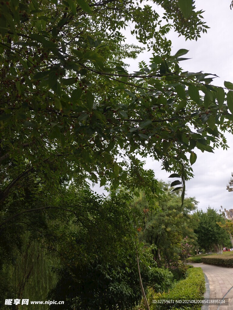 林間小道旁的蔥郁綠植