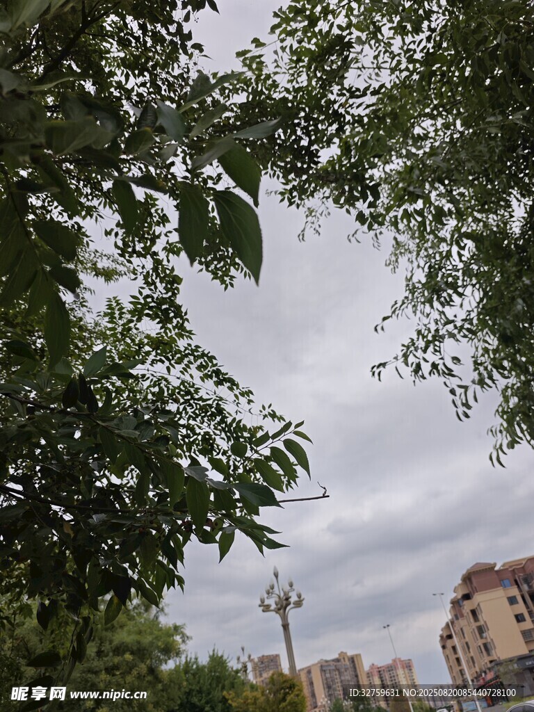 透過枝葉看遠處的建筑