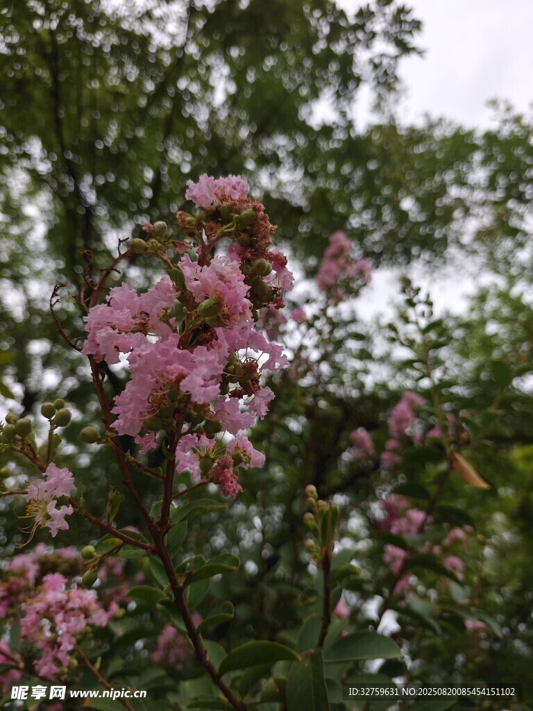 枝頭綻放的粉嫩繁花