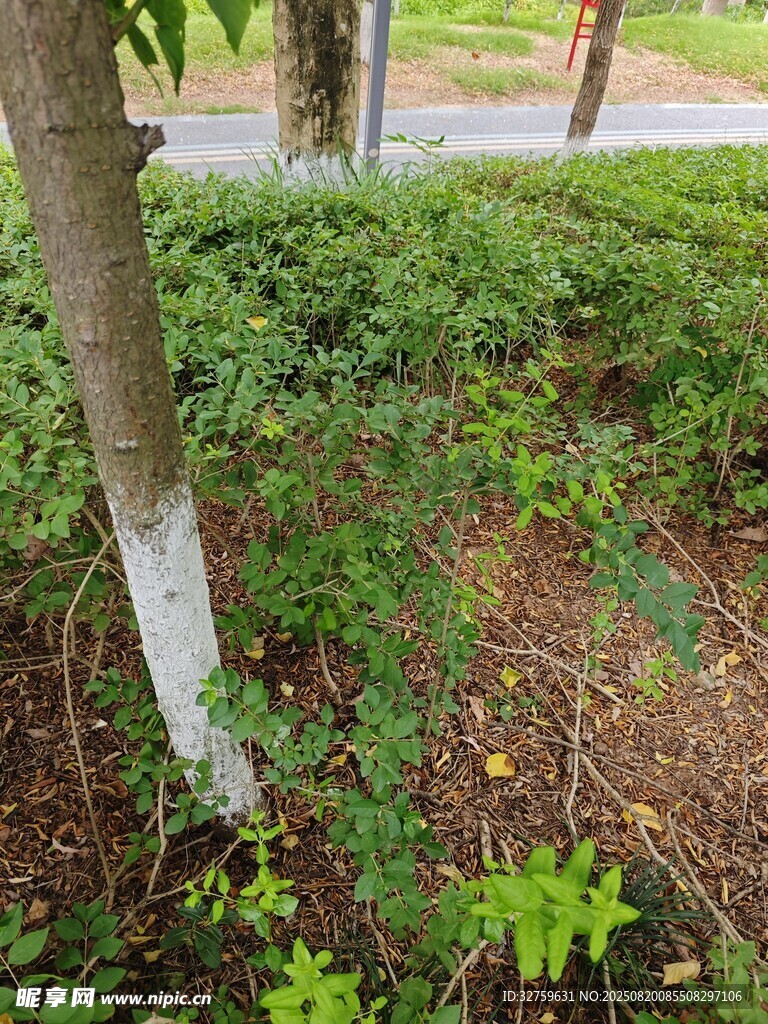 樹下綠植景觀