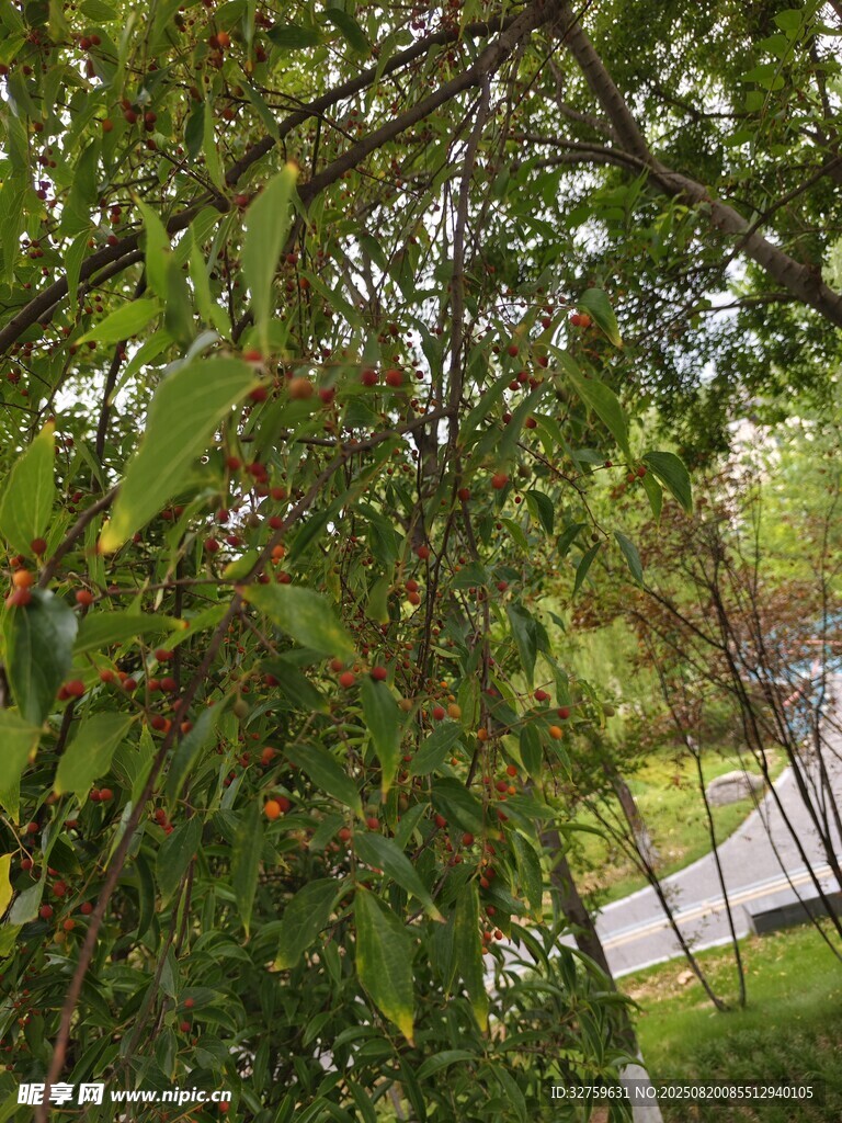 綠葉繁茂的樹枝景觀