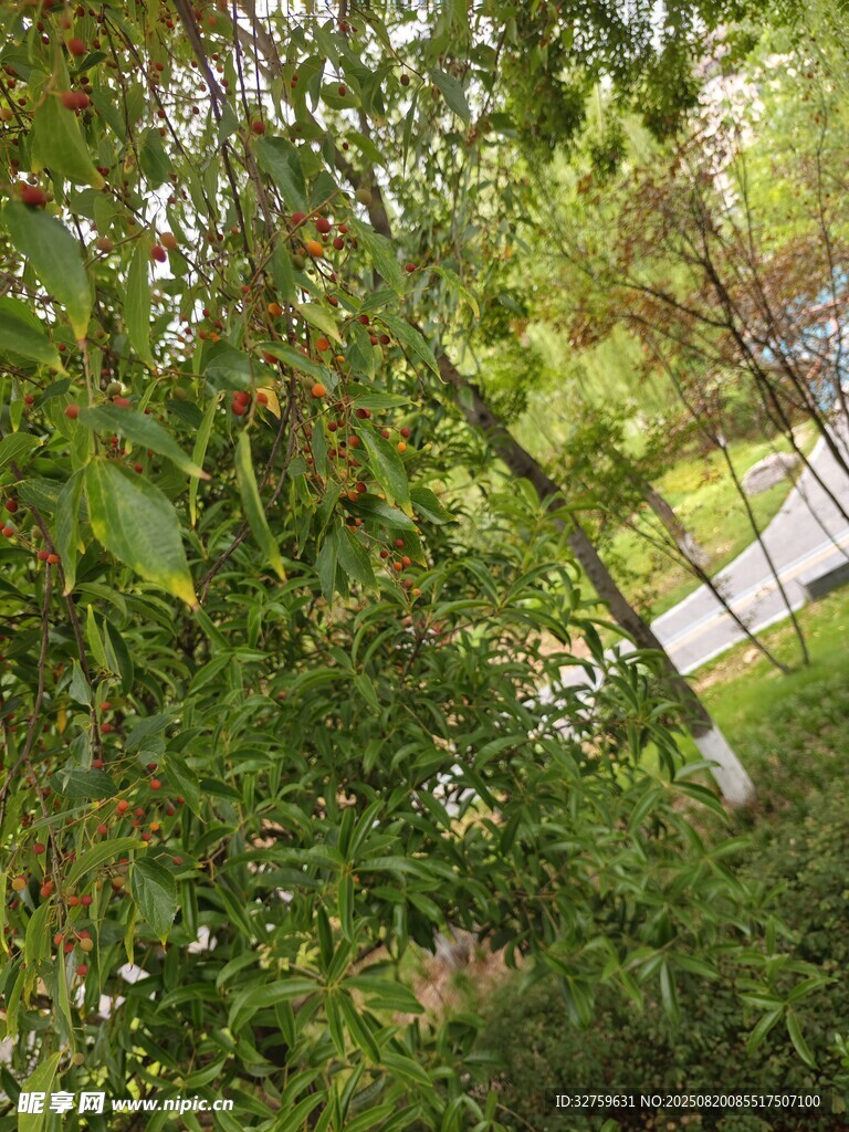 綠葉繁茂的戶外植物景象